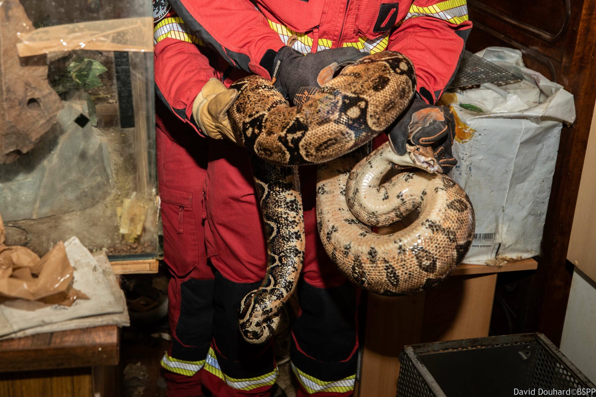 Intervention] Capture d'un serpent - Pompiers de Paris