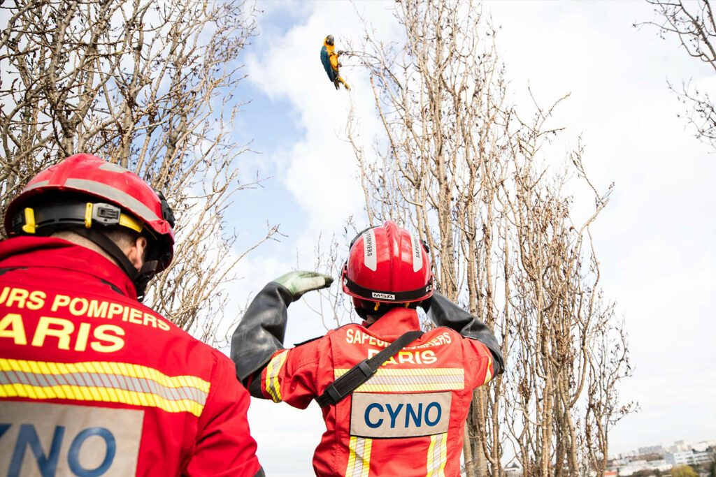 Sapeurs-pompiers de Paris en train de réaliser le sauvetage d'un perroquet à Montreuil